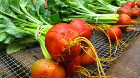 GOLDEN GLOW FALL BOWL 🥕🧡 Yellow & orange veggies are high in antioxi, Vegetable